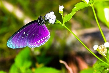 Bướm tím tốt bụng